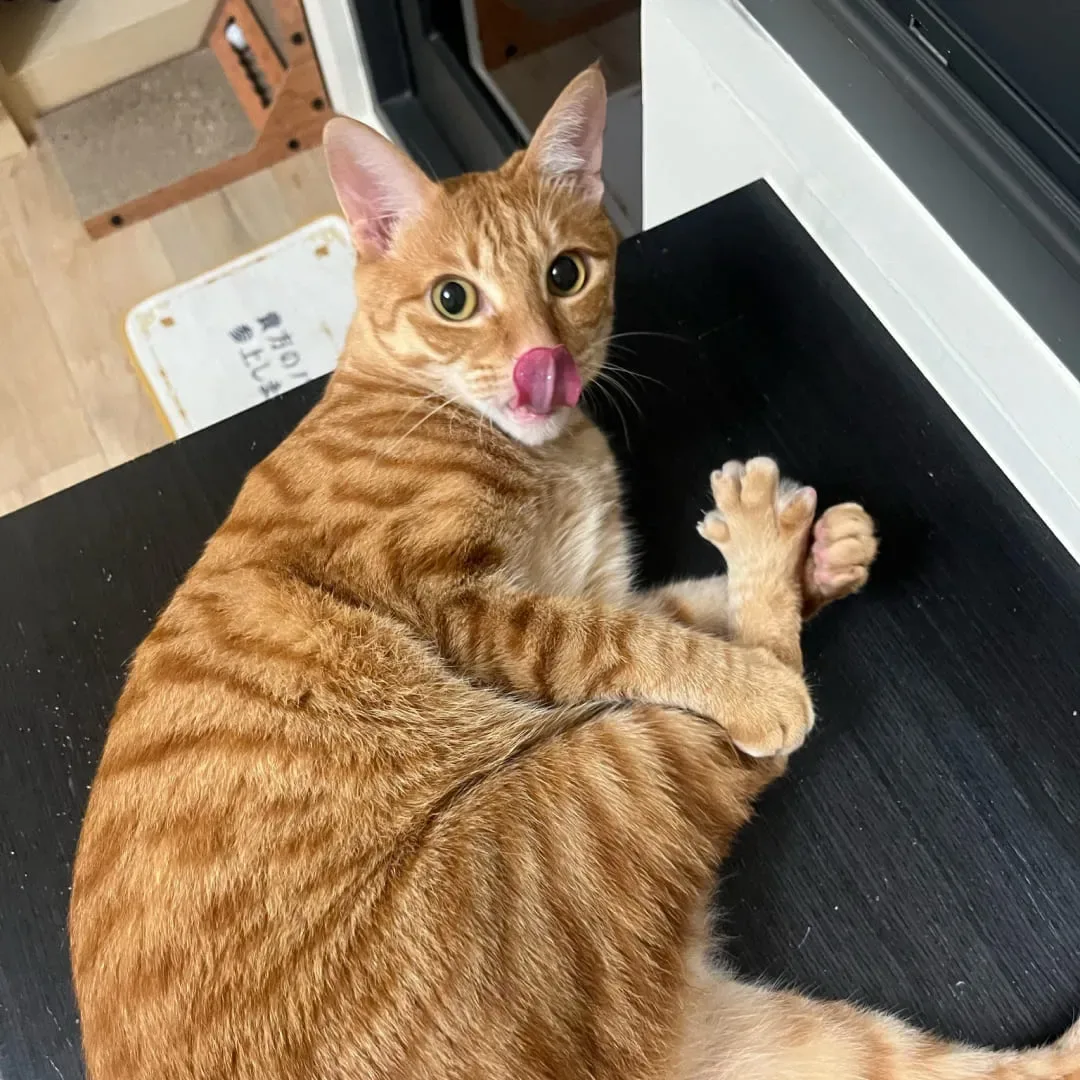 薇兒